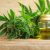 Acheter resine cannabis – acheter cbd oil par acheter resine cannabis