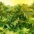 Acheter cbd paypal – cbd liege prix
