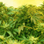 E liquid z cbd par e liquide cbd perigueux