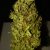 Grossiste cbd france dropshipping ou grossiste fleur cbd luxembourg